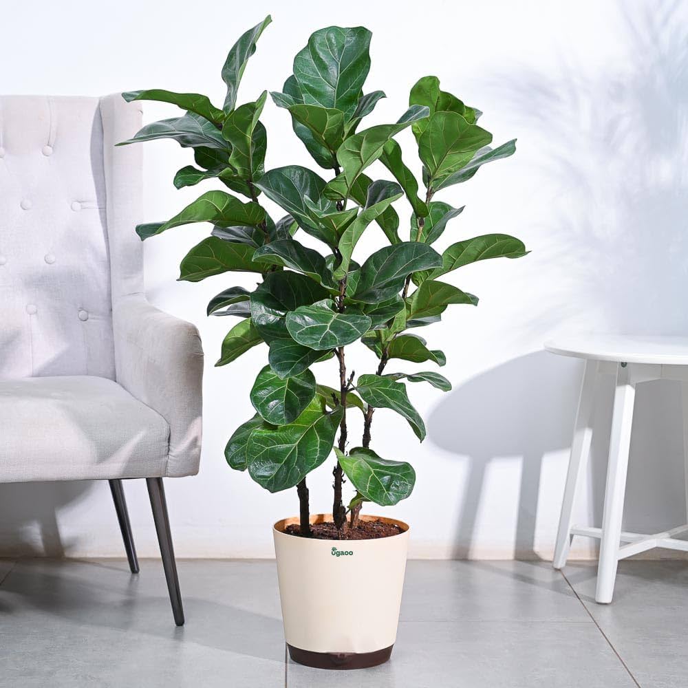Ficus Lyrata